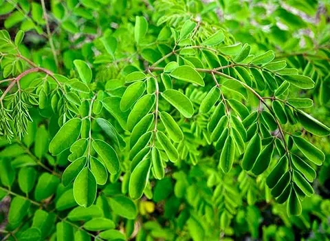 مورینگا و سرطان (سفیدکننده) آنتی اکسیدان ضدعفونت ضدسرطان Bangladesh