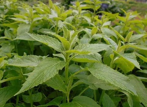 استویا کرمانشاه؛ پودری برگ خشک حاوی کلسیم آهن Phosphorus