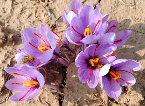 قیمت خرید زعفران قائنات از تولید به مصرف به صورت عمده و فله