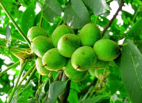 خرید گردو خوشه ای انگوری + قیمت عالی