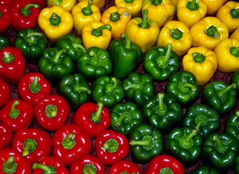 قیمت فلفل دلمه ای تند + مشخصات بسته بندی عمده و ارزان