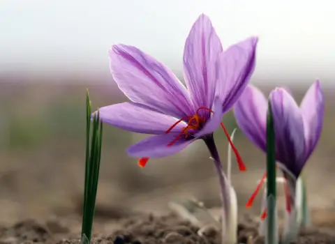 معرفی انواع زعفران ایرانی + قیمت خرید روز