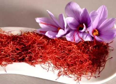 قیمت زعفران گلخانه ای