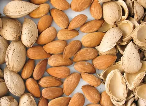 قیمت بادام درختی با پوست سنگی