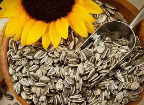 خرید و قیمت عمده تخمه آفتاب گردان در تهران + فروش کلی