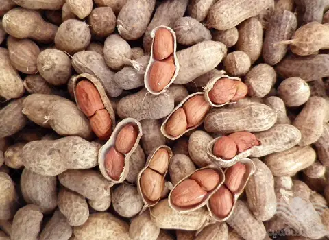 بادام زمینی در شیراز؛ درمان ریزش مو بهبود یبوست تامین انرژی بدن Shiraz