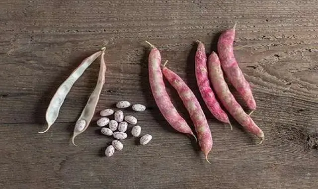 لیست قیمت لوبیا صورتی به صورت عمده و با صرفه