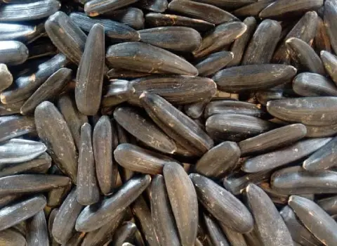 مشخصات مغز تخمه آفتابگردان شمشیری و نحوه خرید عمده