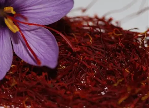 زعفران یک گرمی (طلای قرمز) کنترل بیماری تسکین دهنده درد