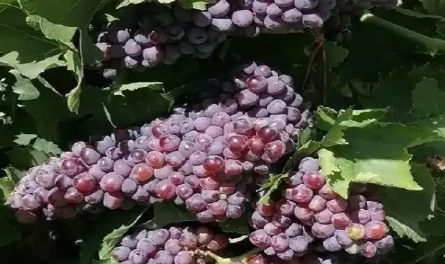 مشخصات انگور یاقوتی و نحوه خرید عمده