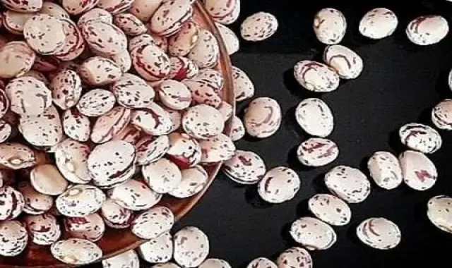 لوبیا چیتی تازه امساله سرزمین قیمت عمده کد 12