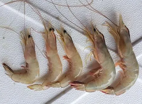 خرید شاه میگو آب شیرین با قیمت استثنایی