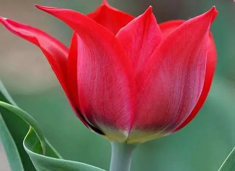 قیمت خرید گل لاله خوشگل + عکس