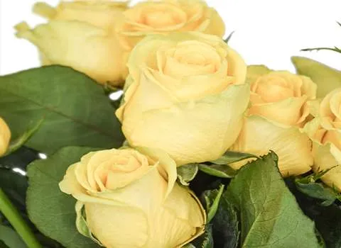 خرید گل رز هلندی زرد + بهترین قیمت