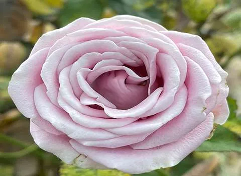 قیمت گل رز زیبا طبیعی، تک شاخه، هلندی در 3 رنگ سفید قرمز آبی