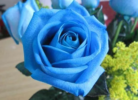 گل رز هلندی | قیمت خرید عمده و جزئی