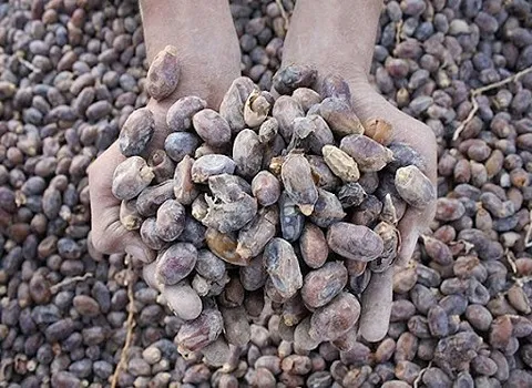 قیمت خرما ضایعاتی