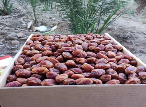 قیمت خرید خرما برحی + فروش در تجارت و صادرات