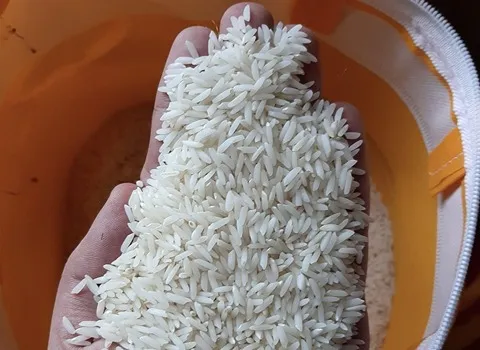 بهترین برنج هاشمی گیلان + قیمت خرید عالی