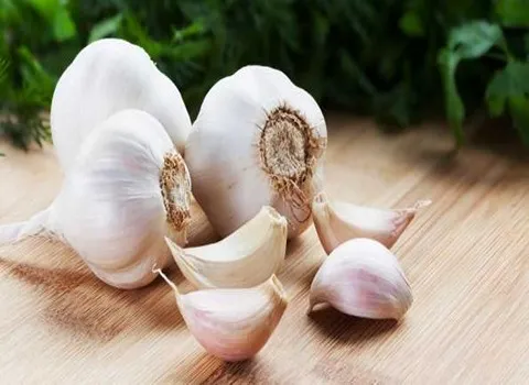 قیمت و خرید سیر سفید همدان + فروش ارزان