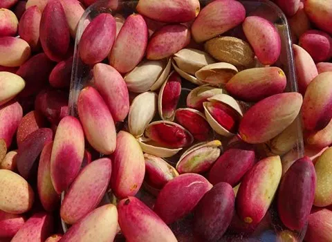 پسته تازه با پوست دامغان؛ خیس خشک 3 طعم خام شور زعفرانی