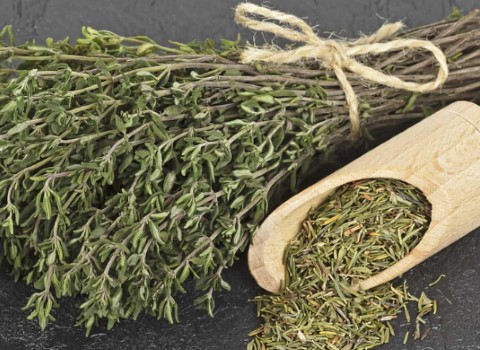 آویشن قرمز (گیاه دارویی) طبع گرم خشک حاوی ویتامین A C درمان سرماخورگی