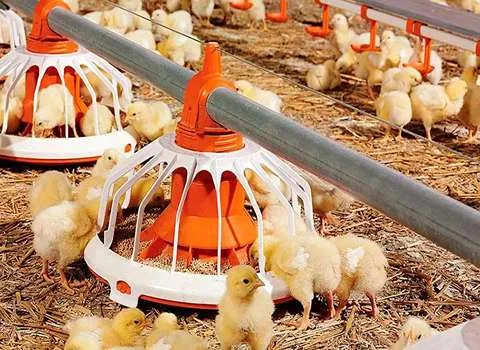 خرید انواع تجهیزات مرغداری کرمانشاه + قیمت