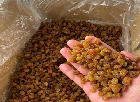 کشمش تیزابی ملکان؛ نرم شیرین طبیعی براق تازه Sour