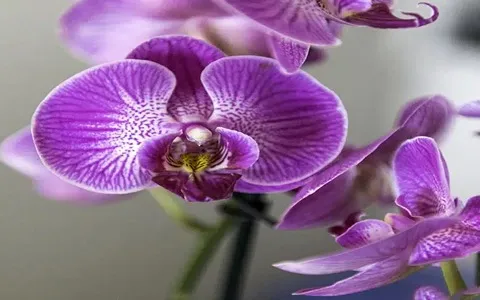 خرید بهترین انواع گل ارکیده بنفش با قیمت ارزان