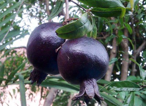 خرید انار سیاه ساوه + قیمت عالی