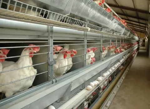 خرید انواع تجهیزات مرغداری صنعتی + قیمت