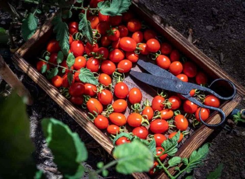 گوجه فرنگی ریز (گیلاسی) کاهش التهاب فیبر پتاسیم 20 30 درجه