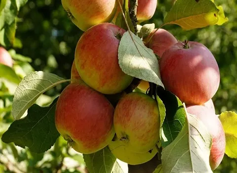 قیمت سیب گلاب تره بار