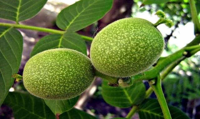 قیمت گردو تازه در اصفهان