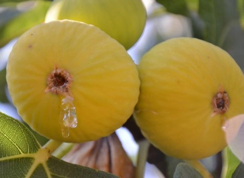 قیمت انجیر تازه زرد از تولید به مصرف