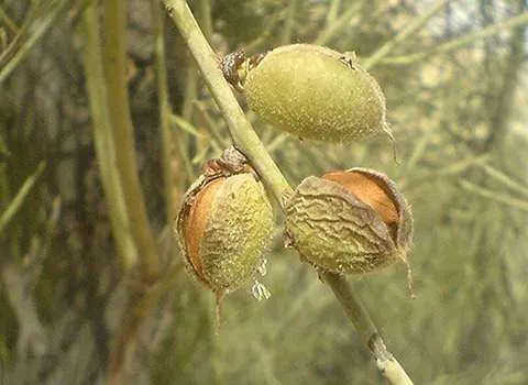 بادام کوهی دارویی با کیفیت در ایران کد 88