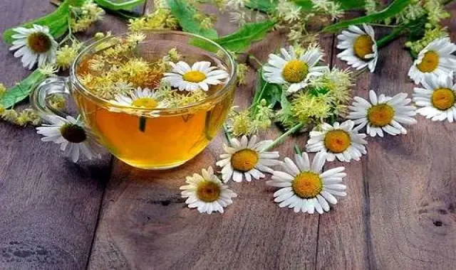 بابونه ضد سرفه؛ موضعی دمنوش درمان ورم معده میگرن Chamomile