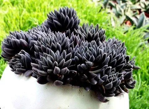 خرید گیاهان آپارتمانی کمیاب