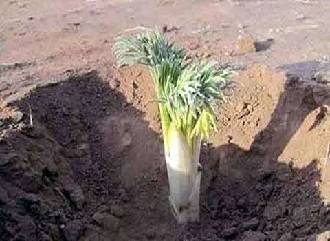 خرید عمده ریشه درخت آنغوزه با بهترین شرایط