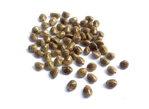 دارو گیاهی مروک؛ طبع گرم (خلط آور خارش گلو) درمان دستگاه گوارش