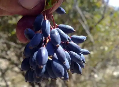 قیمت زرشک سیاه کوهی