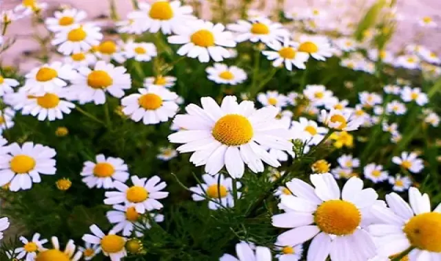 راهنمای خرید بابونه وحشی سفید + قیمت عالی