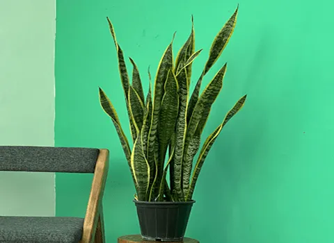 خرید و قیمت انواع گل سانسوریا ابلق