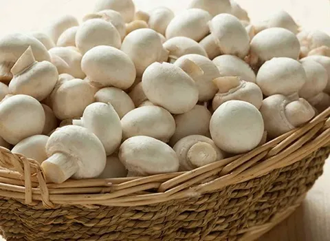 قیمت قارچ دکمه ای سفید