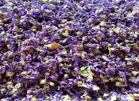 گیاه دارویی پنیرک (ختمی کوچک) پرورشی خودرو ویتامین A B C