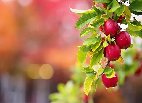 سیب درختی مهاباد؛ کنترل قند خون مانع پوکی استخوان حاوی کلسیم Vitamin A