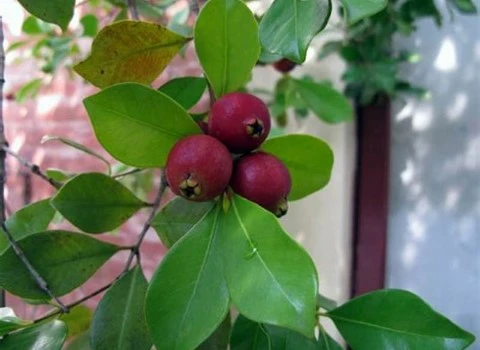 گواوا قرمز گیلاسی؛ طعم ملس پوست سفت درمان دیابت 70 گرم