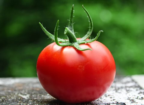 گوجه فرنگی صادراتی | خرید انواع  گوجه فرنگی صادراتی در قیمت های مختلف