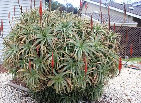 قیمت خرید گل آلوورا شاخ بزی + راهنمای استفاده