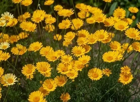 راهنمای خرید گیاه بابونه آلمانی + قیمت عالی